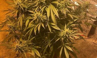 Un "grădinar" din Cluj, prins cu zeci de plante de cannabis în propria locuință