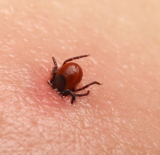 A început sezonul CĂPUŞELOR! Cu o lună mai devreme