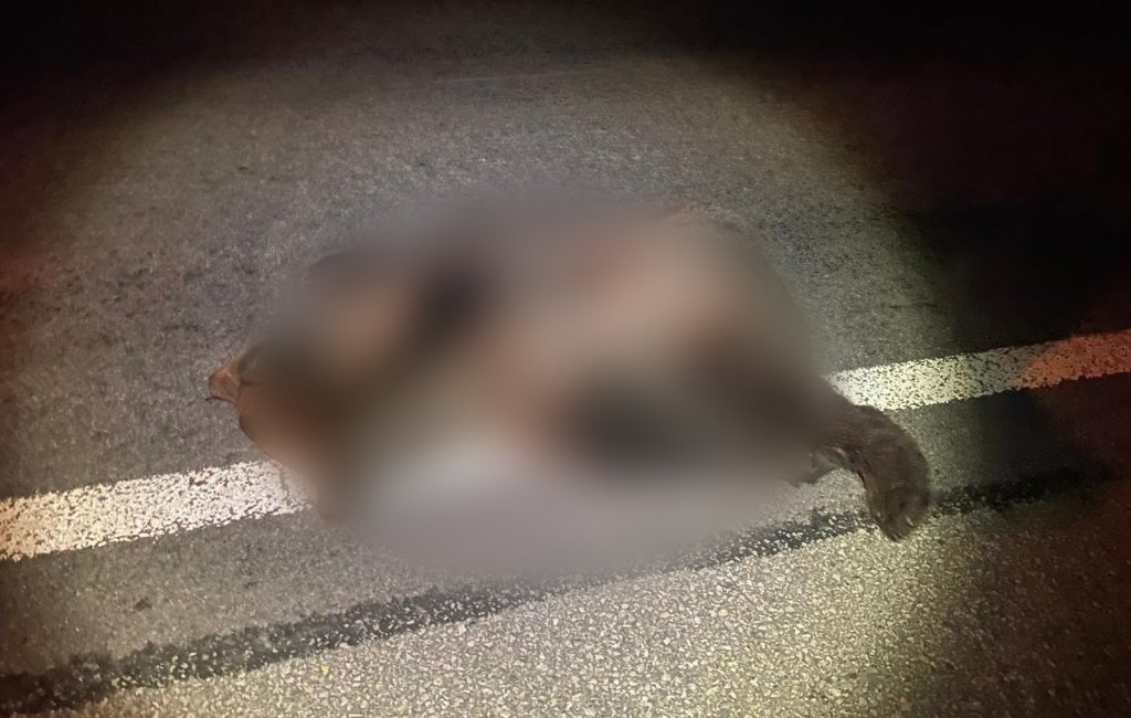 URS accidentat mortal pe DN1. Mesaj RO-Alert