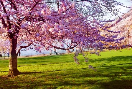 Weekend cu temperaturi de vară! Un val de aer tropical trece peste România/ Prognoza pe aprilie