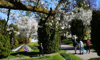 Raiul narciselor, lalelelor și magnoliilor: Grădina Botanică din Cluj trece la programul prelungit de primăvară