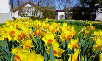 Raiul narciselor, lalelelor și magnoliilor: Grădina Botanică din Cluj trece la programul prelungit de primăvară
