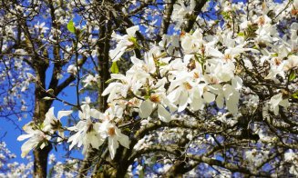 Raiul narciselor, lalelelor și magnoliilor: Grădina Botanică din Cluj trece la programul prelungit de primăvară