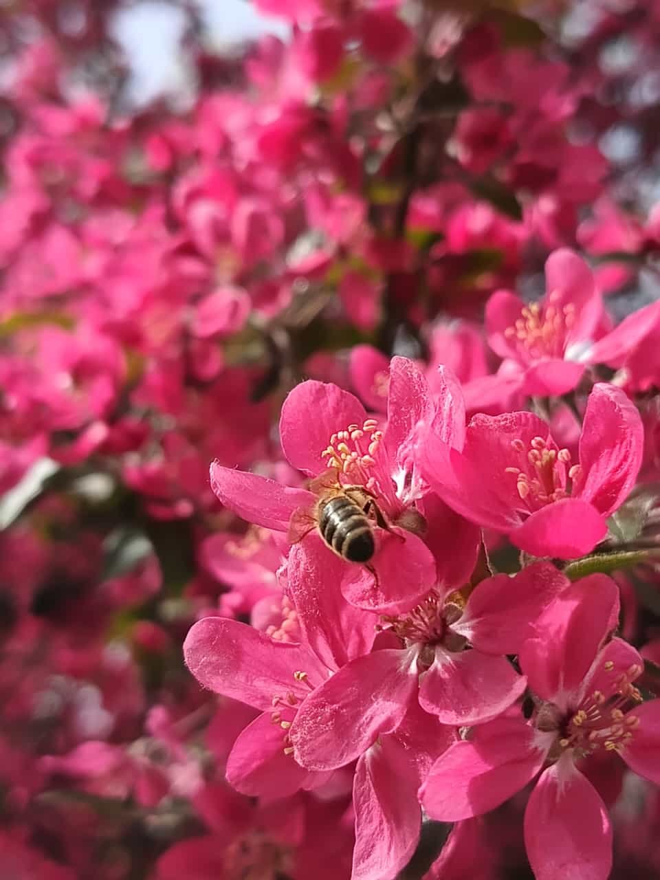 METEO: Aprilie, cu temperaturi de august. 27º C în unele zone din țară