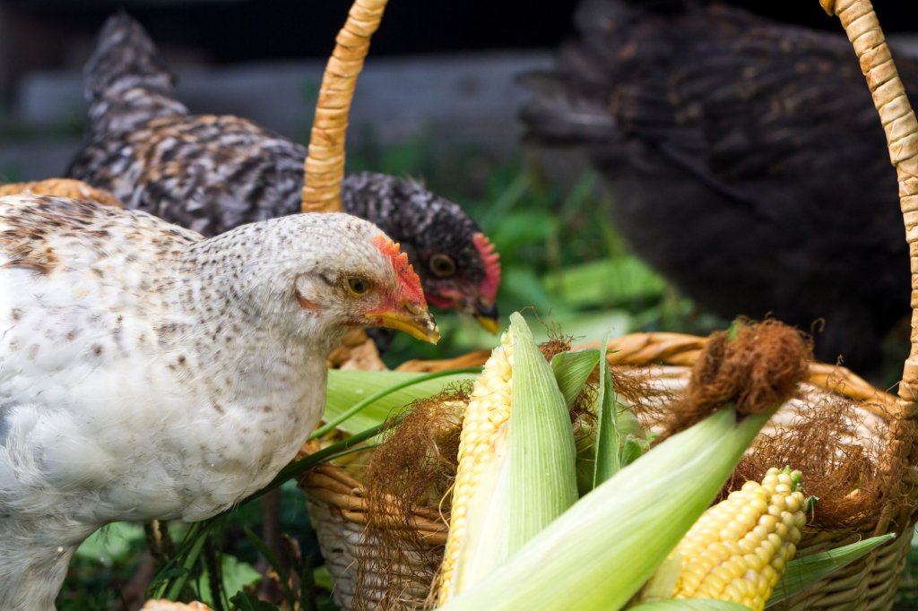 Salmonella și „puiul vopsit”. Cine are voie să scrie „hrănit cu porumb” pe etichete. Director ANPC: S-a identificat tulpina salmonella atât la carne din străinătate, cât și din România