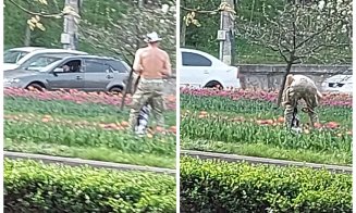 Cluj: "Aurul" primăverii, furat. "Și-a dat jos tricoul să îl facă sacoșă"