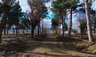 Copacii Carbochim se păstrează. Revin în același loc, într-un nou parc deschis către Someș, parte din proiectul de reconversie a fostei platforme industriale