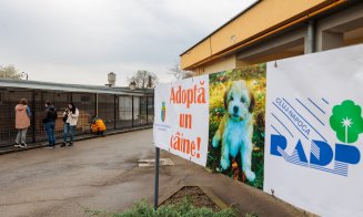 Ia-mă cu tine! Acțiune de adopție la Cluj. Peste 300 de câini speră că își vor găsi sâmbătă o familie
