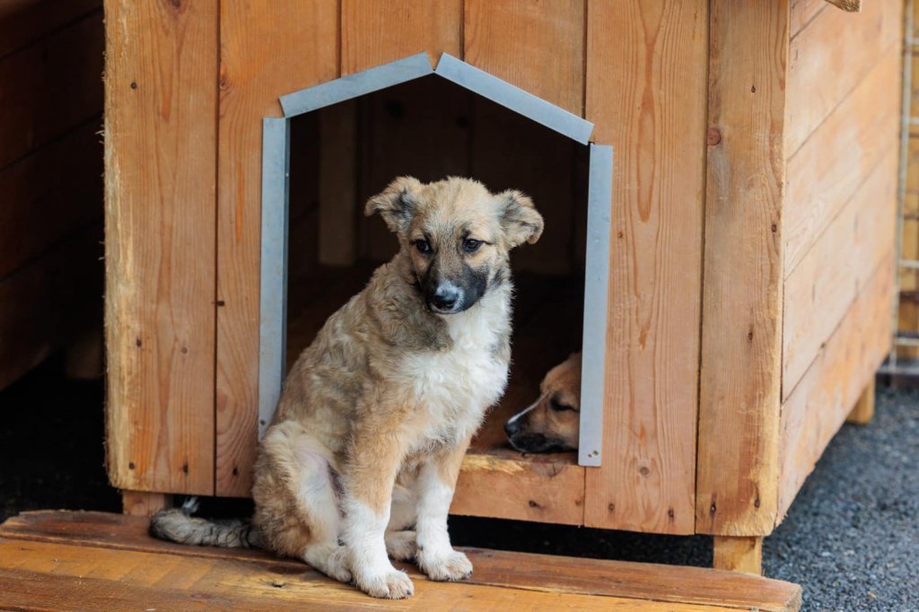 De ce acte ai nevoie pentru a adopta un cățel fără stăpân la Cluj-Napoca