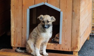 De ce acte ai nevoie pentru a adopta un cățel fără stăpân la Cluj-Napoca