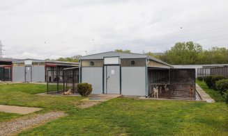 De ce acte ai nevoie pentru a adopta un cățel fără stăpân la Cluj-Napoca