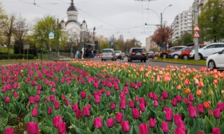 Primăvara își face simițită prezența la Cluj-Napoca
