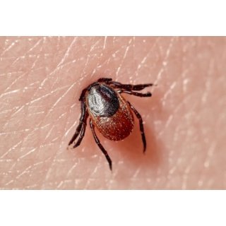 Ce facem dacă suntem mușcați de căpuşe/ Grupele de sânge de care par a fi cel mai atrase