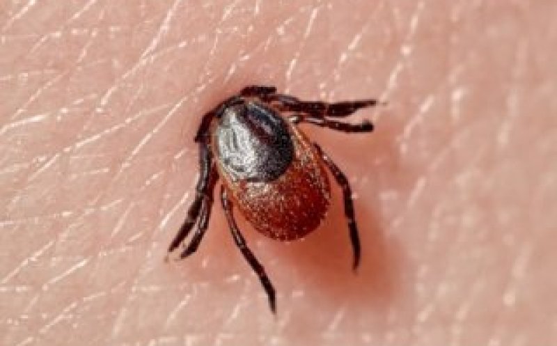 Ce facem dacă suntem mușcați de căpuşe/ Grupele de sânge de care par a fi cel mai atrase