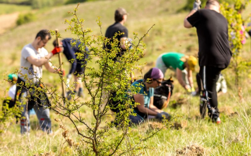 Banca Transilvania dă startul acțiunilor de împădurire și voluntariat din acest an