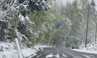 Zăpada care a căzut în judeţul Cluj a rupt copaci şi stâlpi de curent