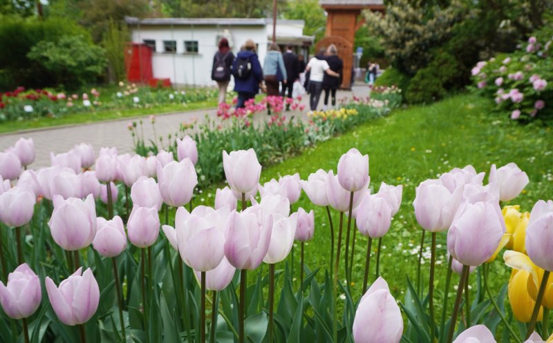 Grădina Botanică Cluj:  Colecțiile de lalele sunt în plină floare, în special soiurile târzii și speciile botanice