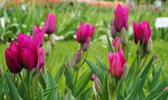 Grădina Botanică Cluj:  Colecțiile de lalele sunt în plină floare, în special soiurile târzii și speciile botanice