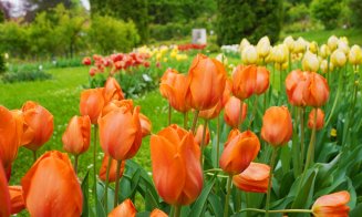 Grădina Botanică Cluj:  Colecțiile de lalele sunt în plină floare, în special soiurile târzii și speciile botanice