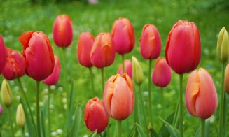 Grădina Botanică Cluj:  Colecțiile de lalele sunt în plină floare, în special soiurile târzii și speciile botanice