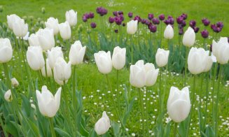Grădina Botanică Cluj:  Colecțiile de lalele sunt în plină floare, în special soiurile târzii și speciile botanice
