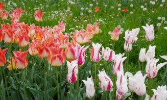 Grădina Botanică Cluj:  Colecțiile de lalele sunt în plină floare, în special soiurile târzii și speciile botanice