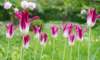 Grădina Botanică Cluj:  Colecțiile de lalele sunt în plină floare, în special soiurile târzii și speciile botanice