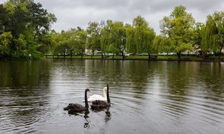 Povestea lebedelor din Cluj-Napoca - de la vis la tradiție