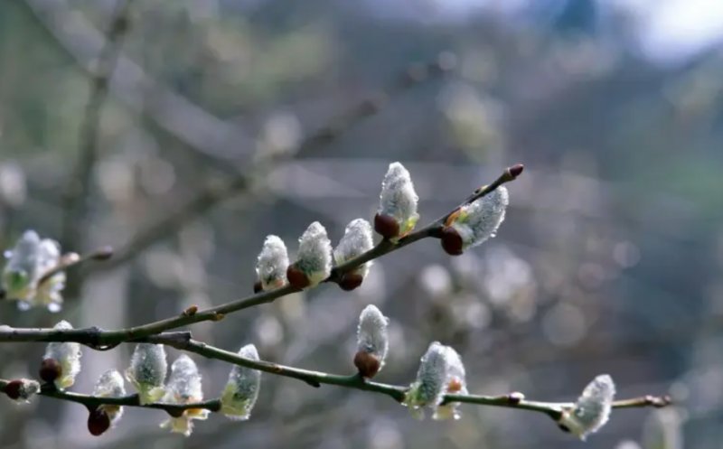 Duminica Floriilor. Tradiții, obiceiuri și superstiții