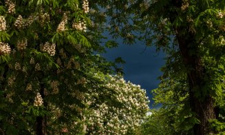 Cluj-Napoca: Parada castanilor înfloriți în Piața Ștefan Cel Mare