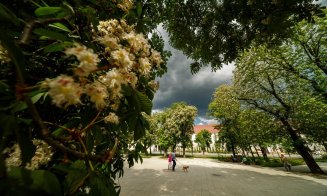Cluj-Napoca: Parada castanilor înfloriți în Piața Ștefan Cel Mare