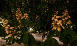Cluj-Napoca: Parada castanilor înfloriți în Piața Ștefan Cel Mare