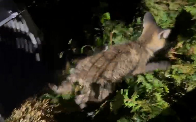 Pui de vulpe, salvat în Cluj-Napoca. A căzut într-un canal