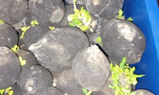 Dacă nu doriţi fructe şi legume stricate, înarmaţi-vă cu atenţie şi răbdare! Protecţia consumatorului, cel puţin 12 sfaturi pentru cumpărători