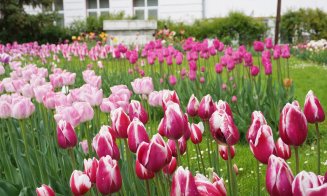 Record de vizitatori înregistrat la grădina botanică din Cluj! Zeci de mii de fire de lalele, narcise și zambile așteaptă încă să fie admirate