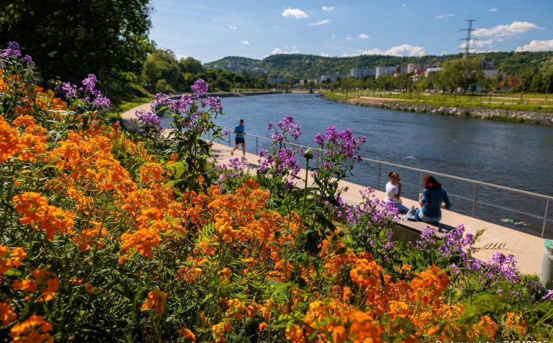 Clujul Verde: Florile de mai au colorat malurile Someșului