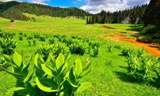 Poiana fără seamăn din Apuseni. Este la 100 de km de Cluj