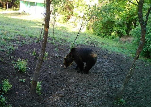 URS văzut în curtea unei cabane din Cluj