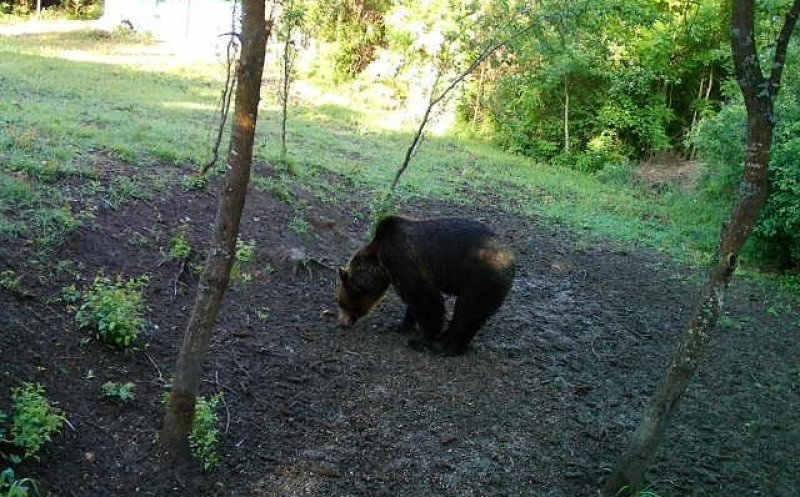 URS văzut în curtea unei cabane din Cluj