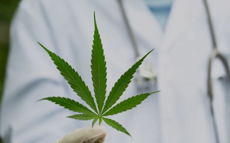 SUA va plasa marijuana pe aceeași nivel de risc cu steroizii sau paracetamolul