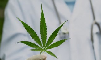 SUA va plasa marijuana pe aceeași nivel de risc cu steroizii sau paracetamolul