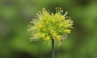 Frumusețea și unicitatea plantelor din România, la Grădina Botanică "Alexandru Borza" Cluj-Napoca