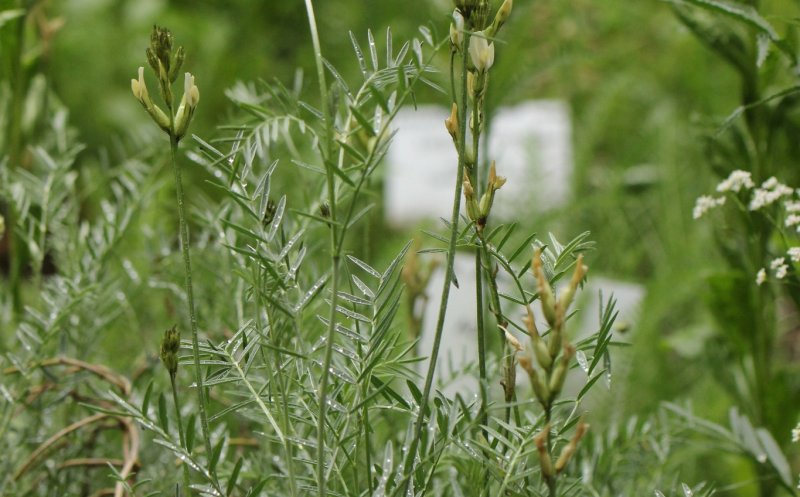 Frumusețea și unicitatea plantelor din România, la Grădina Botanică "Alexandru Borza" Cluj-Napoca