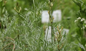 Frumusețea și unicitatea plantelor din România, la Grădina Botanică "Alexandru Borza" Cluj-Napoca