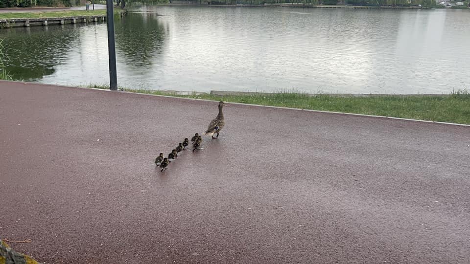 O familie de rațe rătăcită în centrul Clujului, salvată și "escortată" de polițiști până la lacul Gheorgheni
