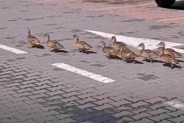 La plimbare prin oraș. Un grup de rățuște, surprins în parcarea unui supermarket