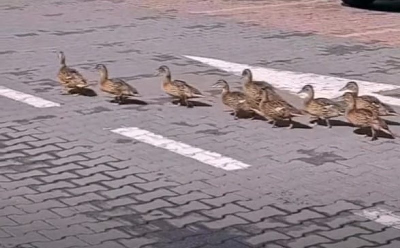 La plimbare prin oraș. Un grup de rățuște, surprins în parcarea unui supermarket
