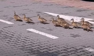 La plimbare prin oraș. Un grup de rățuște, surprins în parcarea unui supermarket