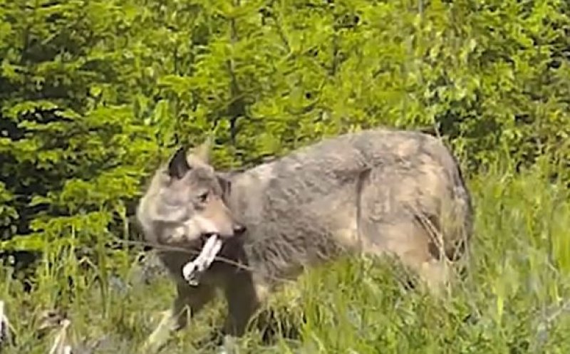 IMAGINI inedite din Parcul Natural Apuseni: Lup în căutare de hrană prin pădure