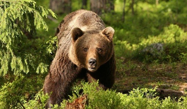 Doi turişti, salvaţi de jandarmi după ce s-au întâlnit cu un urs pe munte